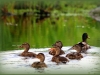 blanc027