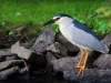 heron00