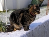 Chachat des Neiges