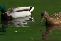 canard