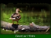 canard-sur-lerdre