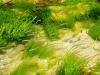 poissons