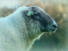 mouton