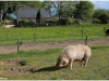 ploumarch011