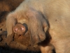 porc