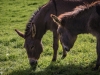treboul-25