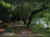 roseraie00