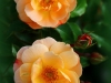 roseraie07
