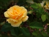 roseraie08