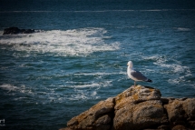 quiberon-37