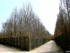 versailles13