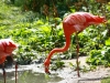 jardin013
